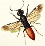 Parasitic wood wasp