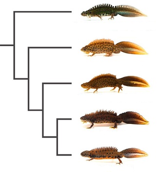  Position of the northern crested newt (T. cristatus) in the phylogenetic tree of the genus Triturus[9]