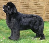 A black Newfoundland