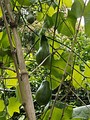 Chayote growing on vines (Central America)