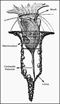 Drawings by Haeckel 1904 (click for details)