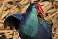 African swamphen