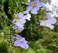 Thunbergia laurifolia