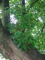 Growing as an epiphyte on a sycamore