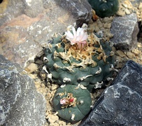 Peyote