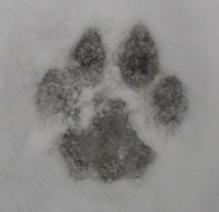 Cougar skull and jawbone