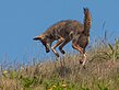 Coyotes pouncing on prey