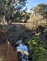 Matadero Creek and the Barron Park donkeys, viewed from the trail through Bol Park