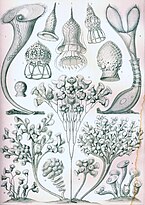 Drawings by Haeckel 1904 (click for details)