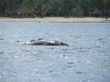 Rare southern right whale at Île Sainte-Marie.