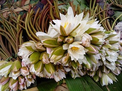 Flor de loto blanco egipcio.