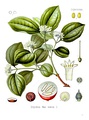 Strychnos nux-vomica, principal source of the convulsant alkaloid strychnine (coloured plate from Köhler's Medicinal Plants)