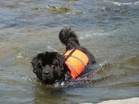 A Newfoundland river rescue unit's dog in action