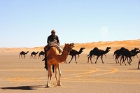 Caravana cruzando el desierto de Ad-Dahna en el centro de Arabia Saudí