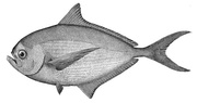 Atlantic pomfret Brama brama