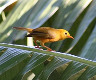 Left: Many-colored fruit dove (found in American Samoa); Right: Golden white-eye (found only in the Northern Mariana Islands)