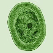 Cyanobacteria from a microbial mat. Cyanobacteria were the first organisms to release oxygen via photosynthesis