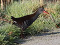 African rail