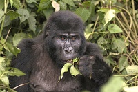 Female eating root