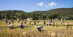 Rice combine harvester in Chiba Prefecture, Japan