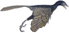 Archaeopteryx lithographica