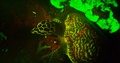 Fluorescent markings on carapace