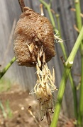 Hatching from the ootheca