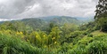 Valle de Cocora - General View