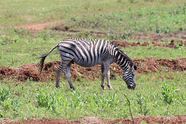 Plains zebras (or Equus quagga) are listed as 'near threatened' by the IUCN.