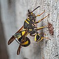 Leucospis dorsigera laying eggs into a nest of Osmia sp..