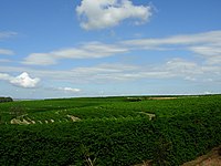 Harvesters in a field of sugar cane in Piracicaba