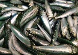 Catch of Pacific sardines