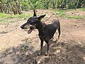 Kanni Dog in Thrissur Kerala