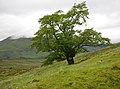 The Last Ent of Affric, Glen Affric (2022)[52]