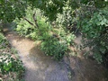 Olmos Creek (left) joins with San Antonio Springs (right) to form the San Antonio River