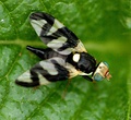 A female fly in the family Tephritidae, with the ovipositor retracted and only the scape showing.