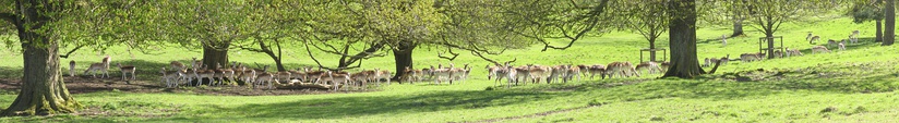  The herd of fallow deer in 2009 in the park at Dyrham, Gloucestershire, established in 1511