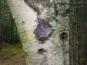 An old metal diamond marker beside the trail in Maine