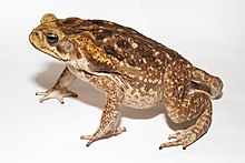 Cane toad