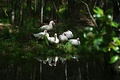 White ducks sunbathing at Gough Whitlam Park, Earlwood 2018