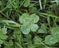 Trébol de cuatro hojas (mutación genética) de la especie Trifolium repens