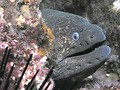 California moray eel, San Clemente Island