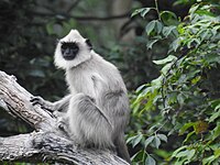 Bonnet macaque