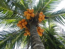 Indo-Atlantic coconut from eastern India with the elongated triangular niu kafa-type fruits