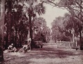 Palmetto glade in 1893