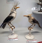 Two brown-and-white birds, one with a shorter head tuft