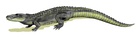 Mahajangasuchus insignis