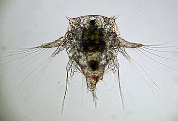 Nauplius larva of Elminius modestus