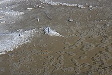 Scattered patches of salt crystals in a puddle