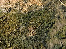 Microbial mats are the earliest form of life on Earth for which there is good fossil evidence. The image shows a cyanobacterial-algal mat.